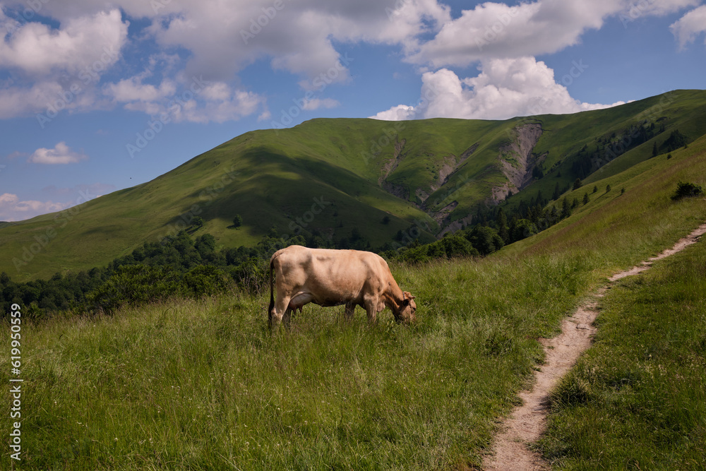 Portrait cow in mountain. Portrait of brown cow wearing cow bell standing outdoors against mountains.