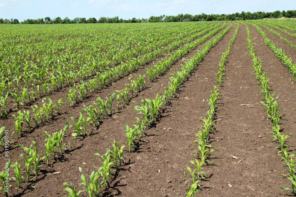 Young corn grows on the farmer's field.