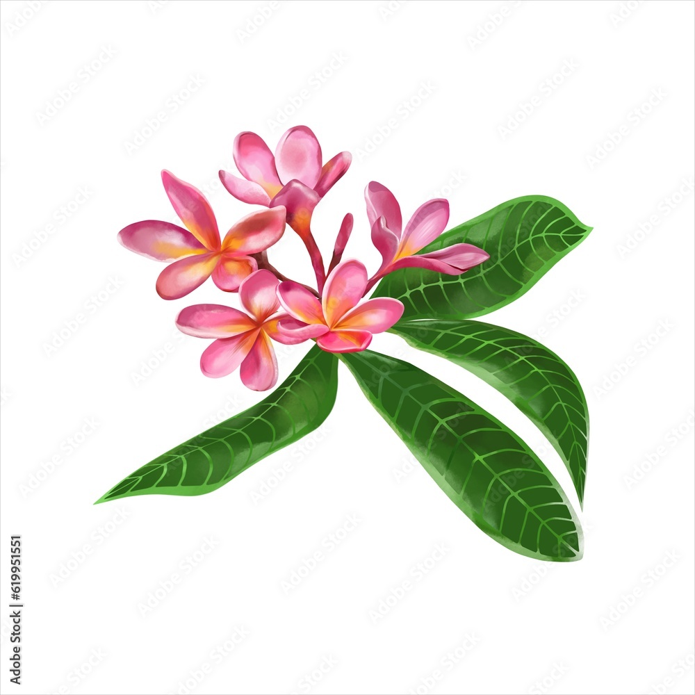 Pink flowers and green leaves of plumeria on a white background. Watercolor illustration. Greeting cards, wedding invitations, flyers and banners. Pink flowers and green leaves of plumeria on a white background. Watercolor illustration. Greeting cards, wedding invitations, flyers and banners.