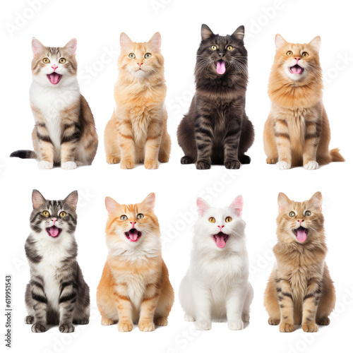 a group/set of adorable cats of different breeds, sitting, full body, in Pet-themed, photorealistic illustrations in a PNG, cutout, and isolated. Generative AI © Purple Penguin GFX