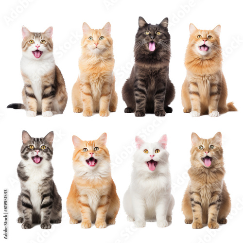 a group/set of adorable cats of different breeds, sitting, full body, in Pet-themed, photorealistic illustrations in a PNG, cutout, and isolated. Generative AI