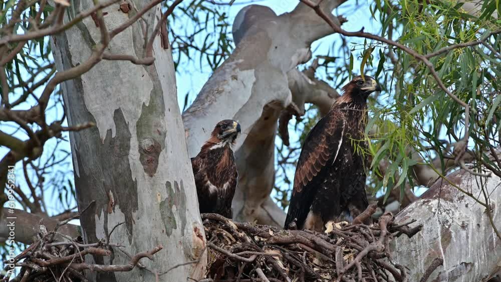 wedgetail eagle in a nest in australia in summer. pair of chicks