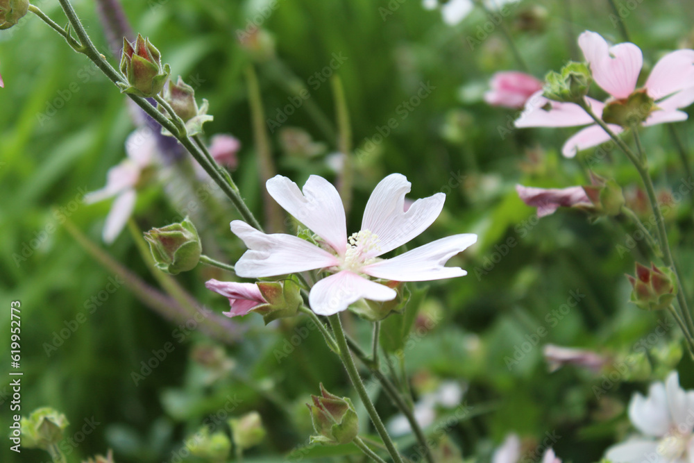 natural background fresh wild flowers natural background fresh wild flowers