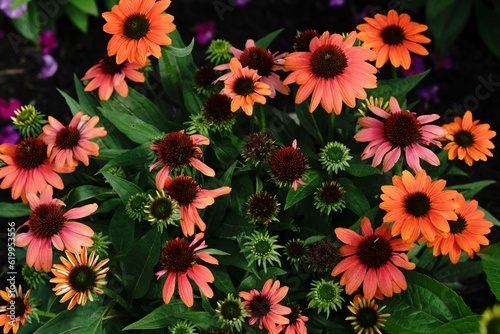 Fotografía Beautiful flowers plants in my backyard spring summer garden