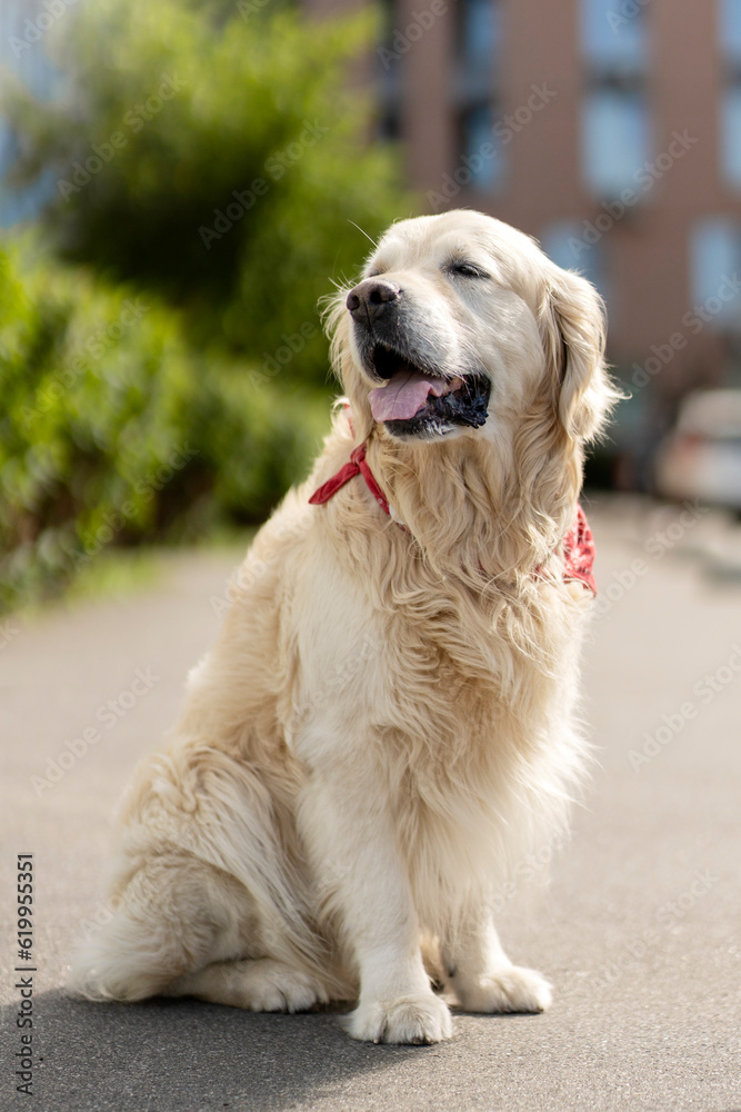 Portrait of well groomed golden retriever, sitting on street, outdoors. Сoncept of beautiful dog pet