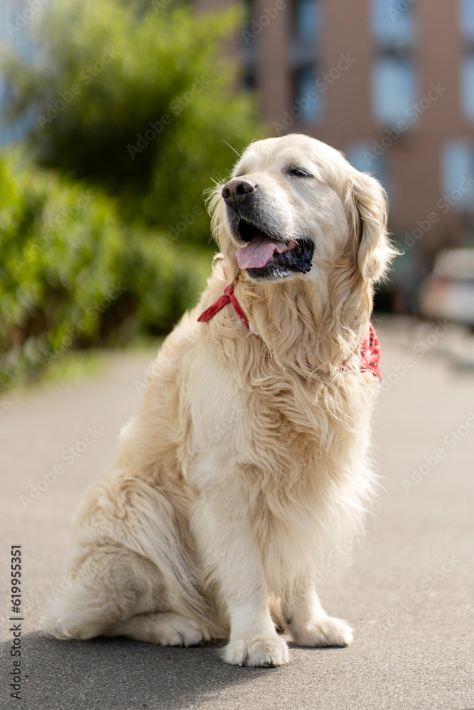 Portrait of well groomed golden retriever, sitting on street, outdoors. Сoncept of beautiful dog pet Portrait of well groomed golden retriever, sitting on street, outdoors. Сoncept of beautiful dog pet