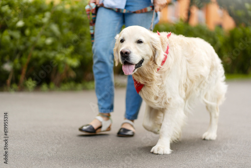 Adorable, handsome golden retriever walking with woman on street with his tongue sticking out