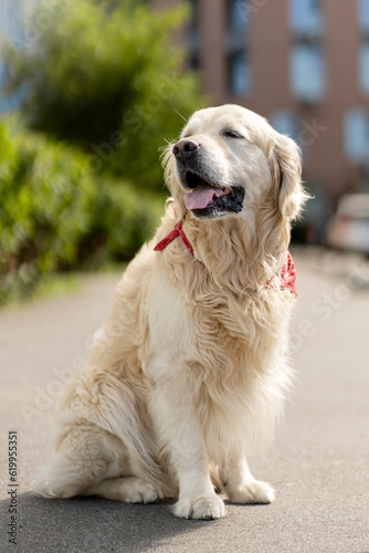 Portrait of well groomed golden retriever, sitting on street, outdoors. Сoncept of beautiful dog pet