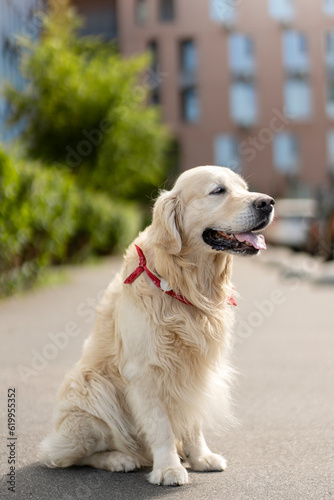 Closeup portrait of adorable well groomed golden labrador sitting on street outdoors. Concept of dog