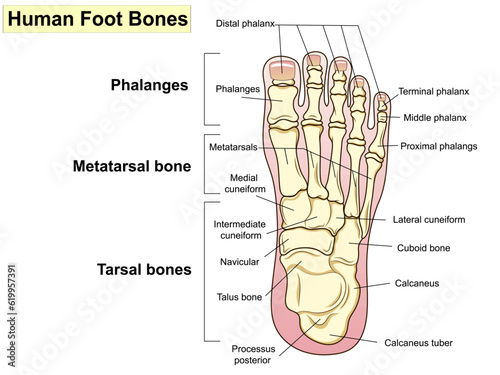 Anatomy. Human foot bones. Signatures and text.