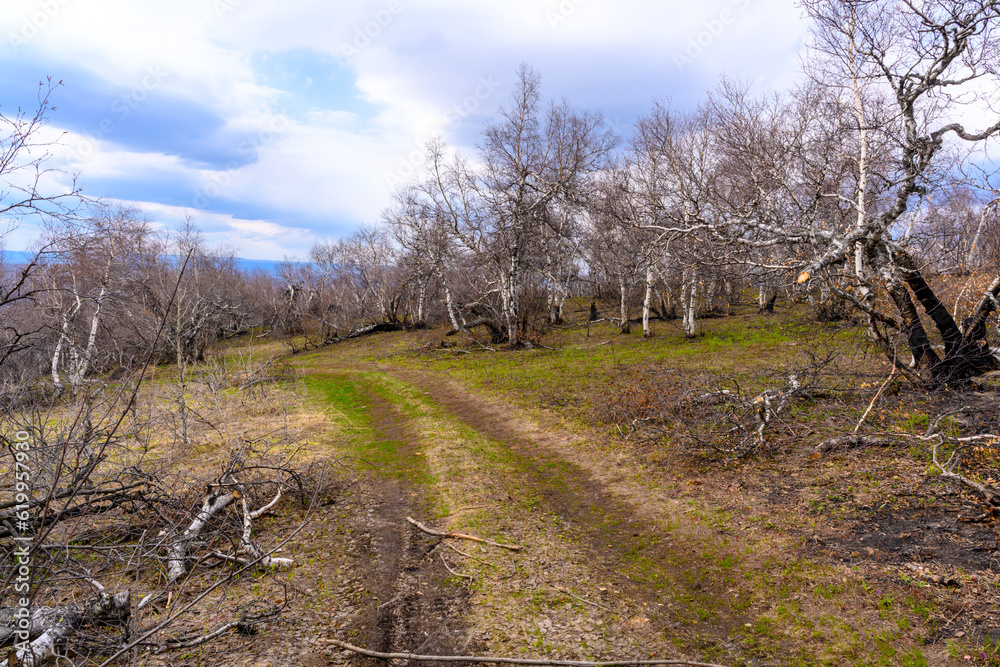 South Ural forest road with a unique landscape, vegetation and diversity of nature in spring. South Ural forest road with a unique landscape, vegetation and diversity of nature in spring.