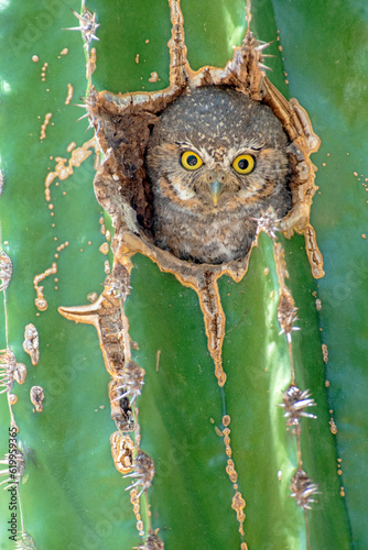 Cactus wrens (Campylorhynchus brunneicapillus) well deserve their name.
What a better place than a fortress of sharp thorns to build your nest and raise your young.
