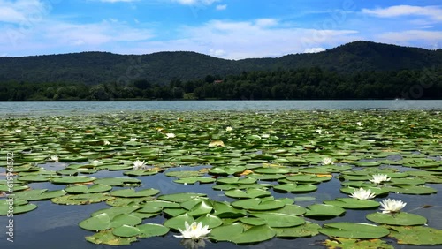  The charm of the white water lilies in Lake Comabbio. photo