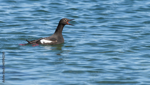 Pigeon Guillemot Cepphus Columba with bright red bill wide open on sea water