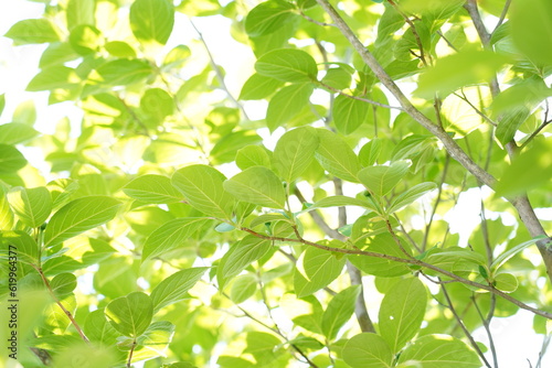 緑の葉からの木漏れ日 the sunlight that filters through the leaves of trees