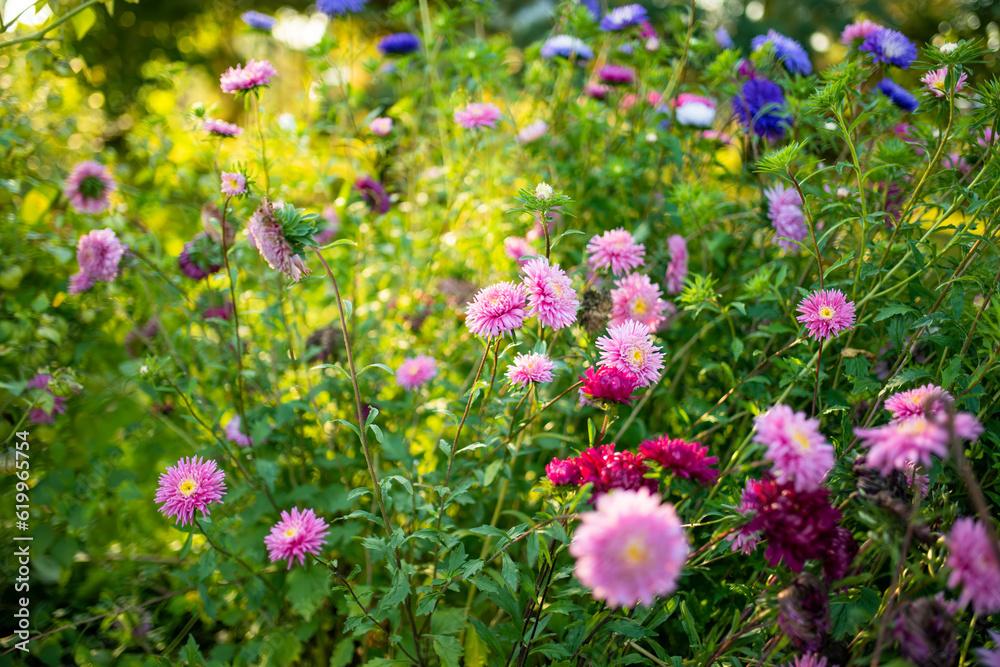 Purple, pink and white aster flowers on a blurred green background. Summer season.
