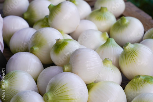 玉ねぎ Onions
