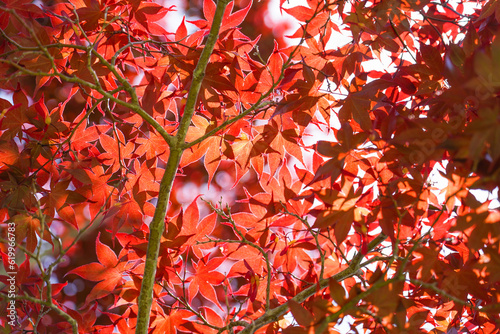 紅葉からの木漏れ日 the sunlight that filters through the autumn leaves of trees
