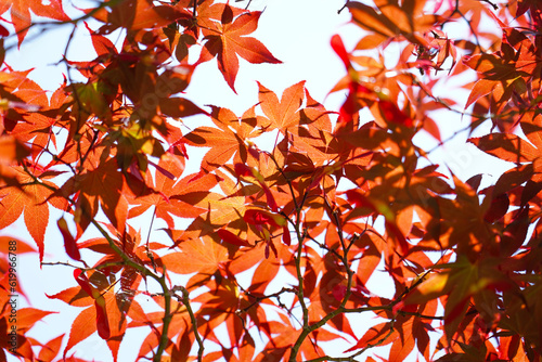 紅葉からの木漏れ日 the sunlight that filters through the autumn leaves of trees