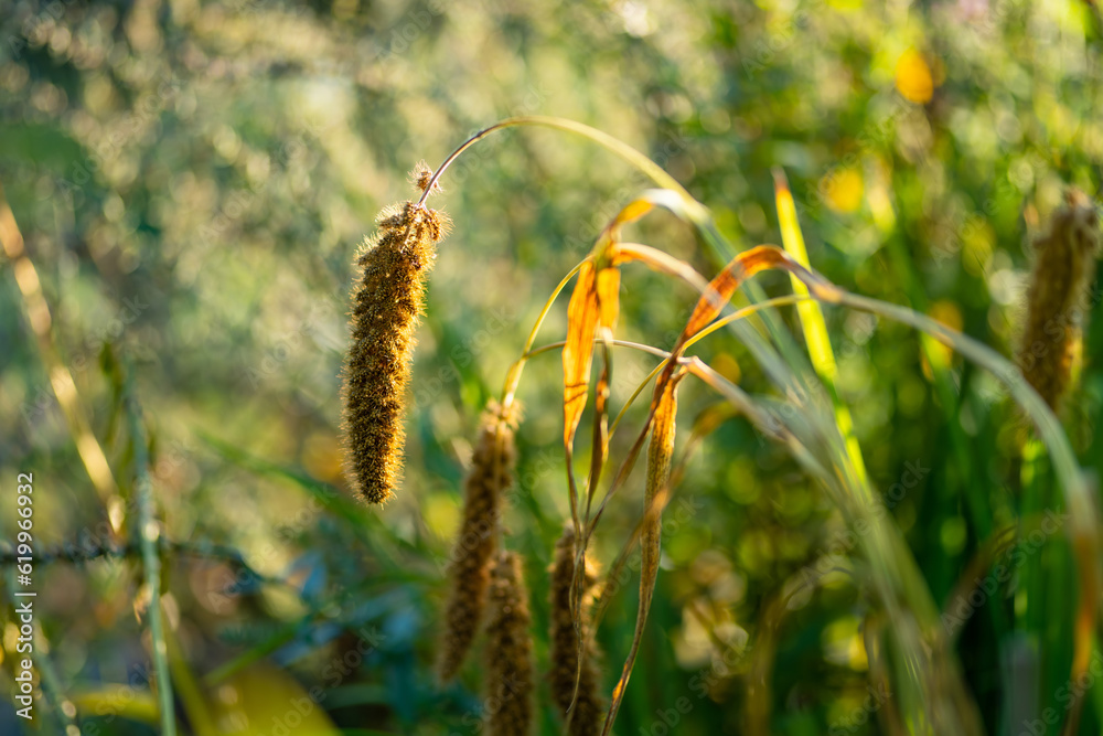 Detail of a dry grass in Lithuanian landscape. Detail of a dry grass in Lithuanian landscape.
