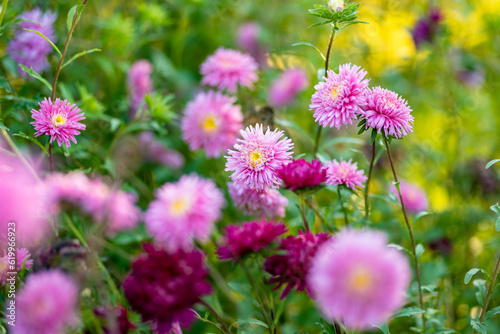 Purple  pink and white aster flowers on a blurred green background. Summer season.