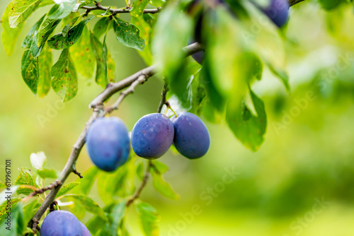 Purple plums on a tree branch in the orchard. Harvesting ripe fruits on autumn day. Growing own fruits and vegetables in a homestead.