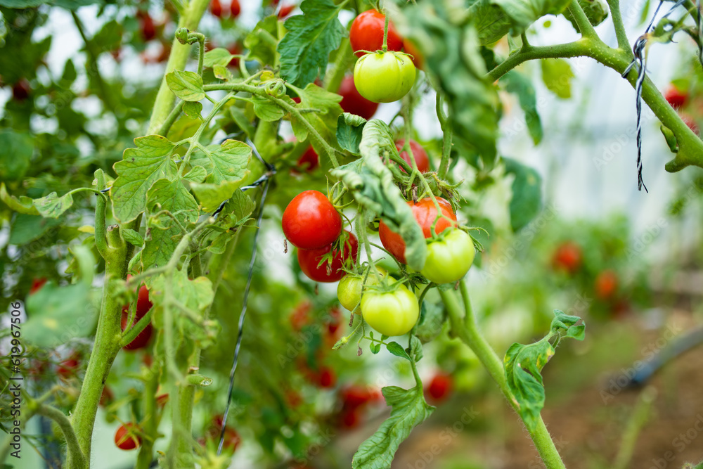 Ripening organic fresh tomatoes plants on a bush. Growing own fruits and vegetables in a homestead.