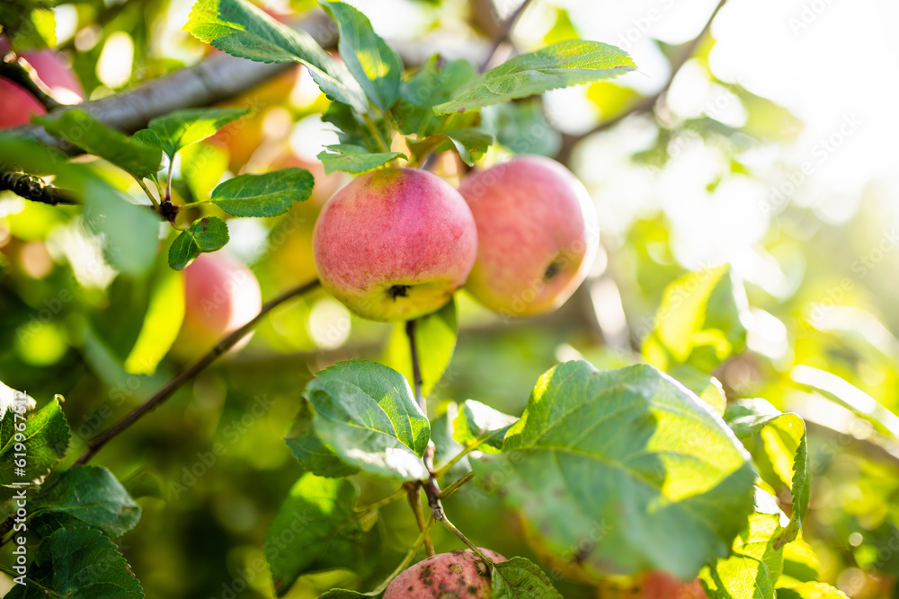 Red apples on apple tree branch on warm autumn day. Harvesting ripe fruits in an apple orchard. Growing own fruits and vegetables in a homestead. Red apples on apple tree branch on warm autumn day. Harvesting ripe fruits in an apple orchard. Growing own fruits and vegetables in a homestead.