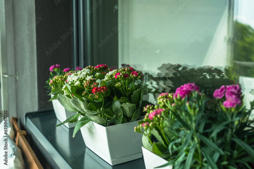 Flowers on the windowsill in white pots. Kalanchoe and carnations on the gray windowsill Flowers on the windowsill in white pots. Kalanchoe and carnations on the gray windowsill