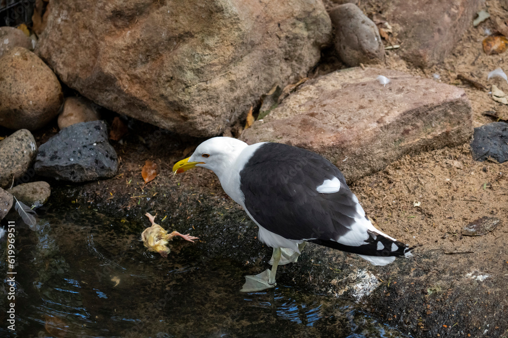 Fototapeta premium Kelp Gull (Larus dominicanus)