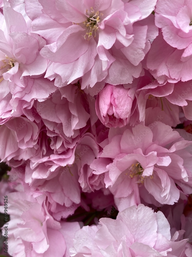 pink sakura blossom