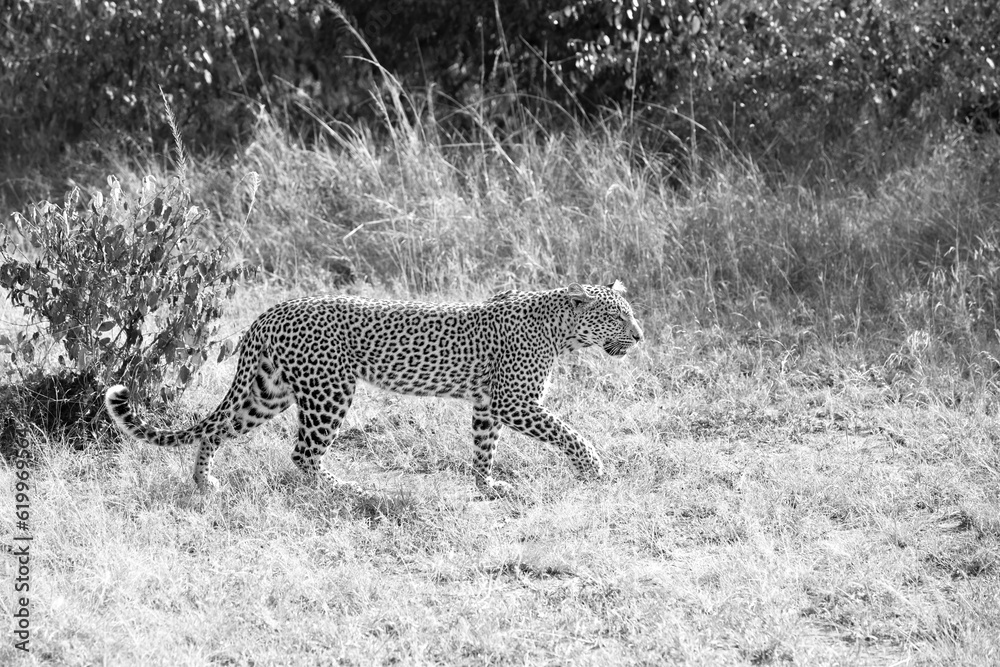 Fototapeta premium Leopard Walking in Grass