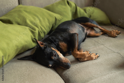 A miniature pinscher sleeps on a sofa on a green pillow on a soft beige background, dog is resting. The dog is tired and sleeping