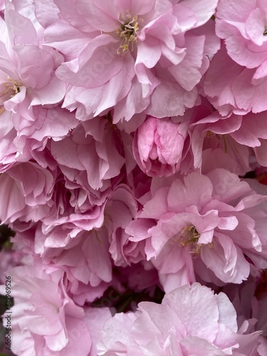 pink sakura blossom