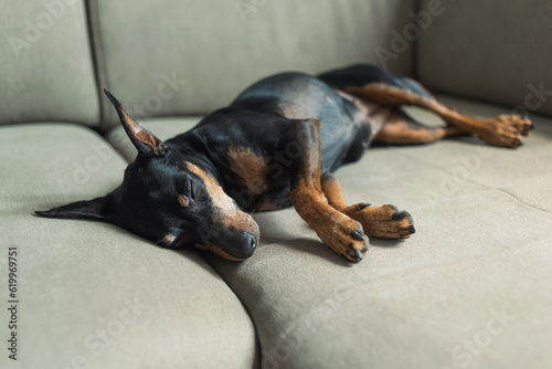 Tableau sur toile A miniature pinscher sleeps on the sofa, on a soft beige background