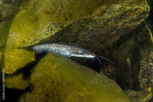 Wels catfish during night dive. Catfish is swimming on the bottom of the lake. European fish in natural habitat. Huge fish with long barbels. 