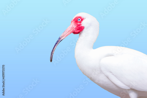 Portrait of a bird
