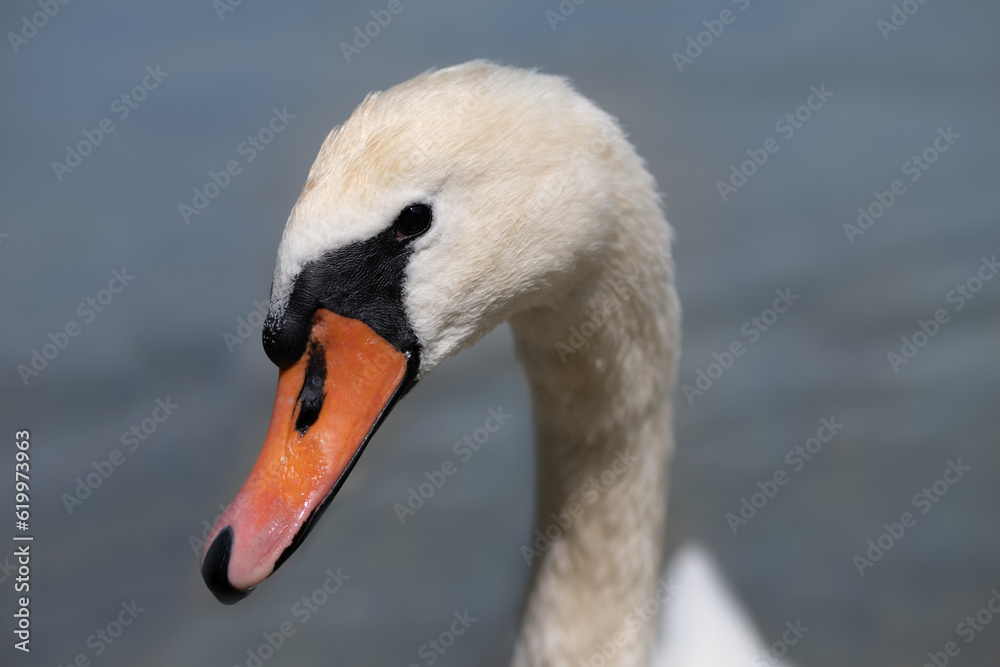 Portrait of a white mute swan. The long neck is elegantly bent. The red beak is turned to the side. In the background water of a lake. Portrait of a white mute swan. The long neck is elegantly bent. The red beak is turned to the side. In the background water of a lake.