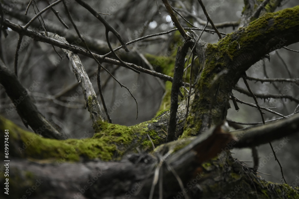 tree in the woods