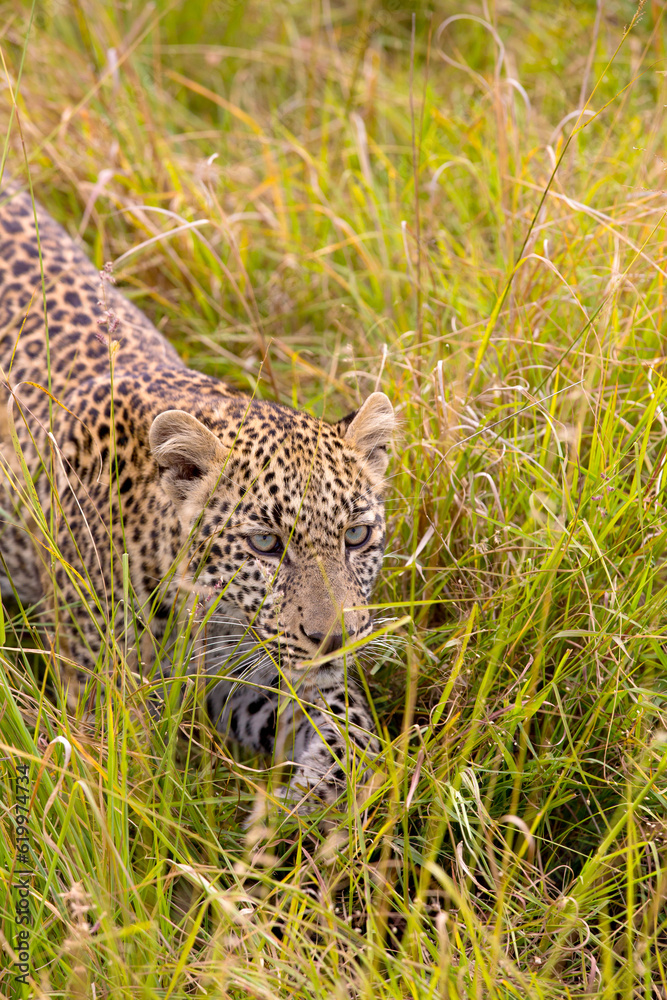 Leopard Cub, Olare 1694 Leopard Cub, Olare 1694