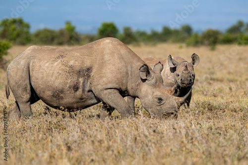 white rhino in the savannah