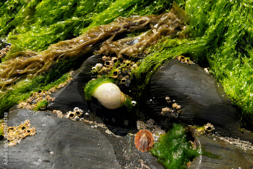 Foto White dog whelk, limpet and barnacles on rock covered in seaweed