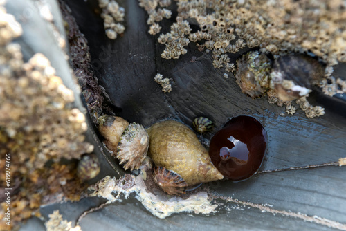 Dogwhelk,sea anemone,top shells,limpets and barnacles photo