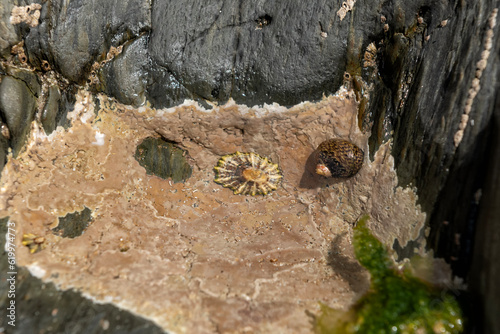 Lined top shell or Phorcus lineatus partially underwater  with limpet in rock pool lined with Coralline algae photo