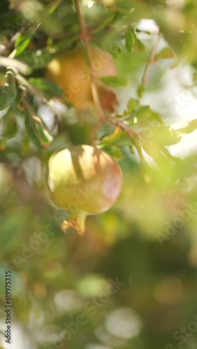 Pomegranate on a Tree Branch in Summer in Sunny Santorini Greece Vertical Video