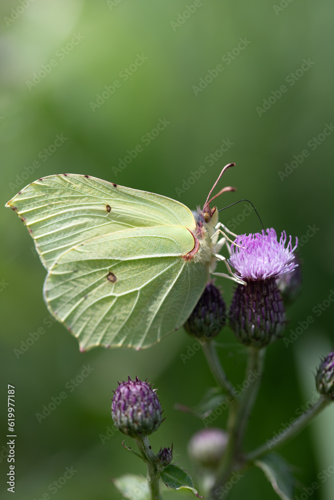 Close up of a yellow butterfly, a brimstone butterfly. The insect is sitting on a purple thistle flower. The image is in portrait format. The background is green. The sun shines from above. Close up of a yellow butterfly, a brimstone butterfly. The insect is sitting on a purple thistle flower. The image is in portrait format. The background is green. The sun shines from above.