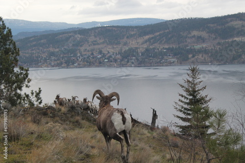Bighorn sheep in Fintry BC