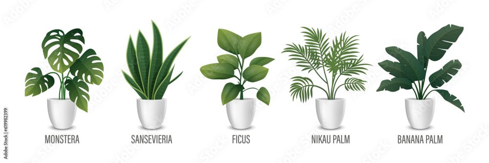 Vector House Plant in Pot Icon Set - Monstera, Sansevieria, Banana Palm, Ficus, Rhopalostylis, Nikau Palm in Pots Isolated on White. Houseplants Collection, Interior Plants. Vector Illustration Vector House Plant in Pot Icon Set - Monstera, Sansevieria, Banana Palm, Ficus, Rhopalostylis, Nikau Palm in Pots Isolated on White. Houseplants Collection, Interior Plants. Vector Illustration