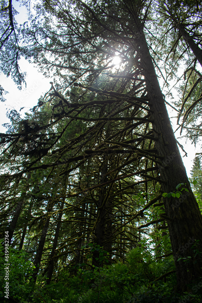 Fototapeta premium Redwood Trees Oregon
