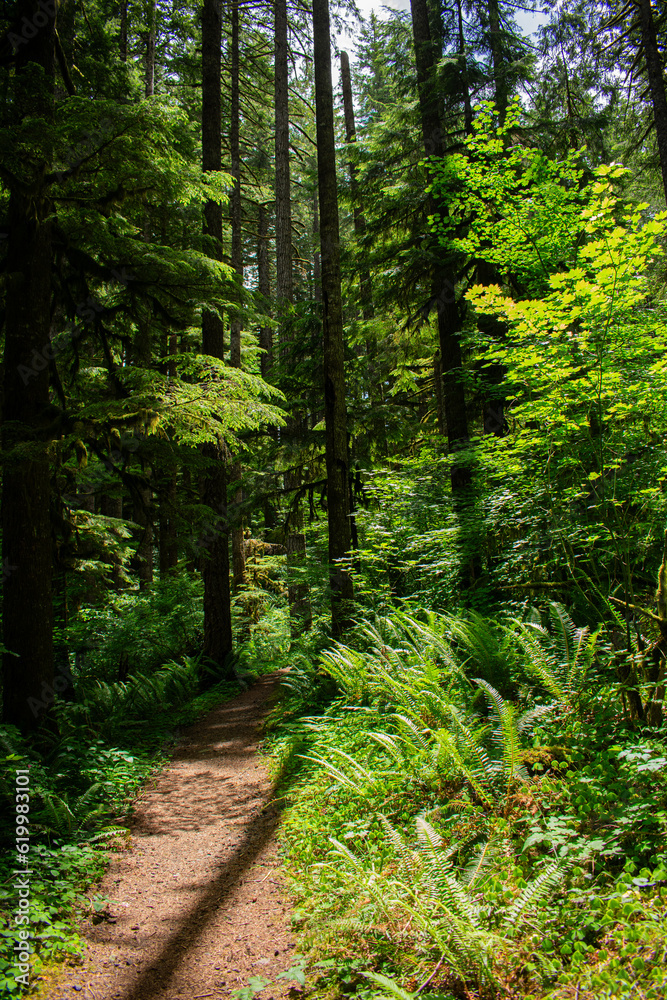 Redwood Trees Oregon